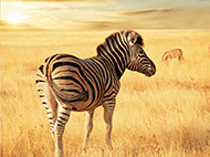 ケニア・タンザニア・ウガンダ｜セレンゲティ国立公園