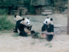 北京｜北京動物園