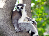 マダガスカル｜ペリネ特別保護区