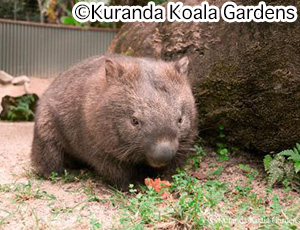 オーストラリアの動物 オーストラリア観光ガイド 阪急交通社