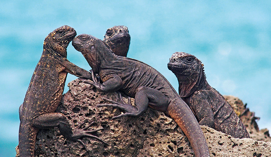 「ガラパゴス諸島」の画像検索結果