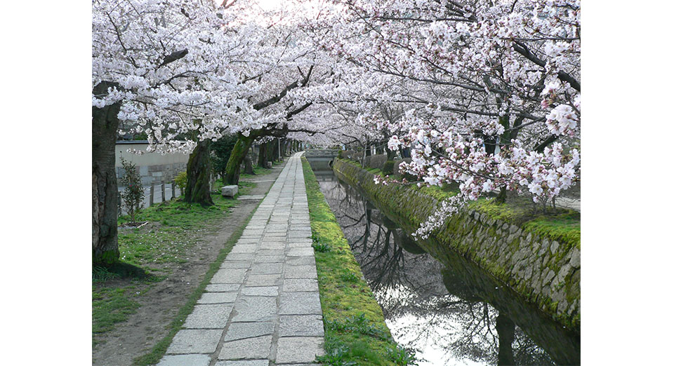 哲学の道と桜