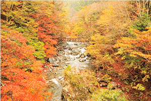 祖谷温泉 紅葉スポット ツアー情報 阪急交通社