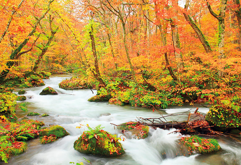 白神山地紅葉の写真 - 美術品