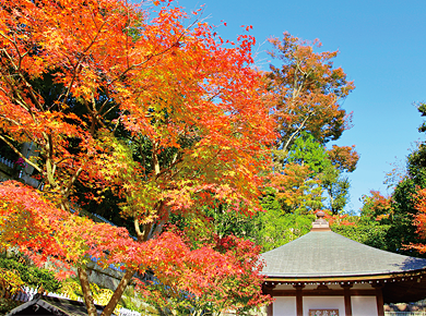 鎌倉 箱根 紅葉旅行 ツアー特集 阪急交通社