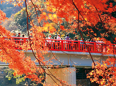 香嵐渓 紅葉スポット ツアー情報 阪急交通社