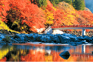 奥入瀬 白神山地 紅葉スポット ツアー情報 阪急交通社