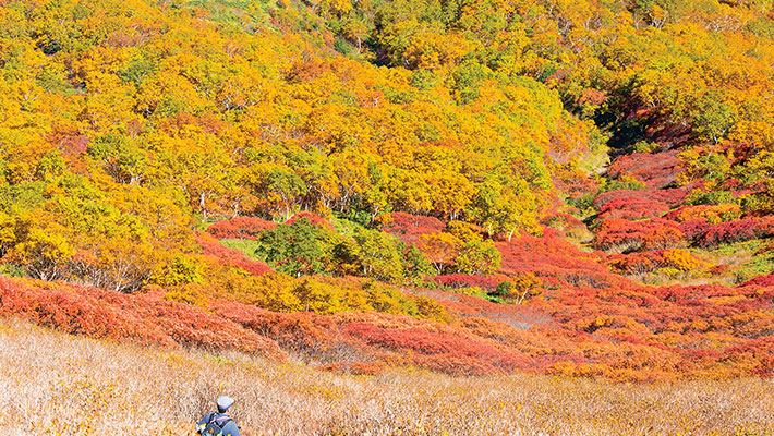 札幌 大雪山 紅葉旅行 ツアー特集 阪急交通社