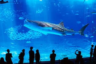 沖縄美ら海水族館