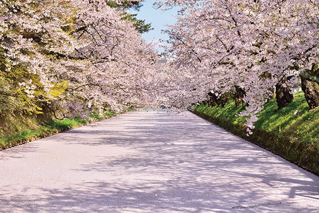 桜のプール