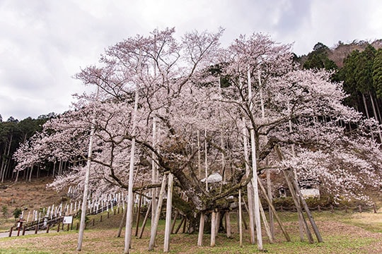 根尾谷淡墨桜