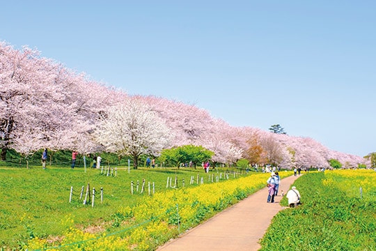 権現堂桜堤