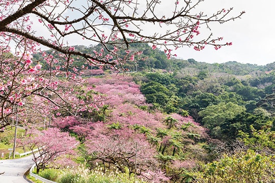 本部八重岳