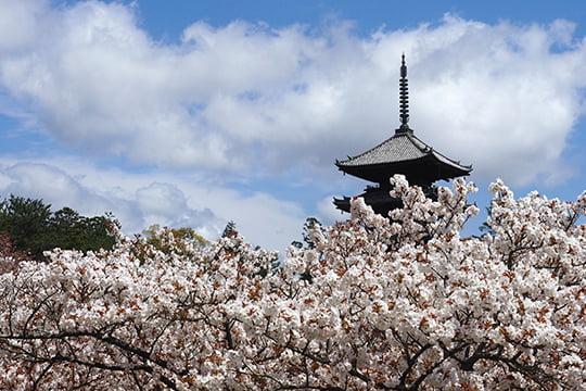 仁和寺