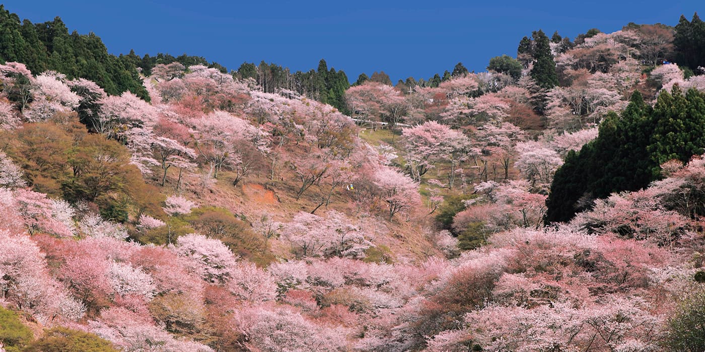 吉野山