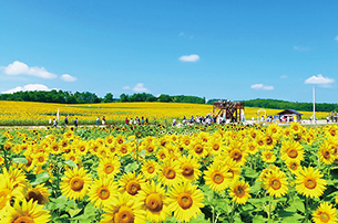 北海道 夏休みにおすすめ旅行 ツアー特集21 阪急交通社