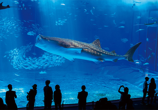 沖縄美ら海水族館