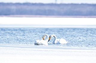 ウトナイ湖