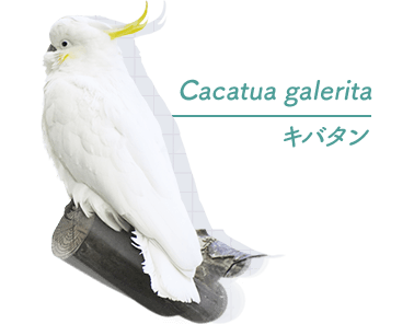 関東発 Q A 基本情報 バードウォッチング 野鳥観察ツアー特集 阪急交通社