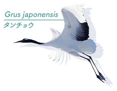 関東発 Q A 基本情報 バードウォッチング 野鳥観察ツアー特集 阪急交通社