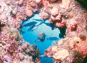 モルディブ海底